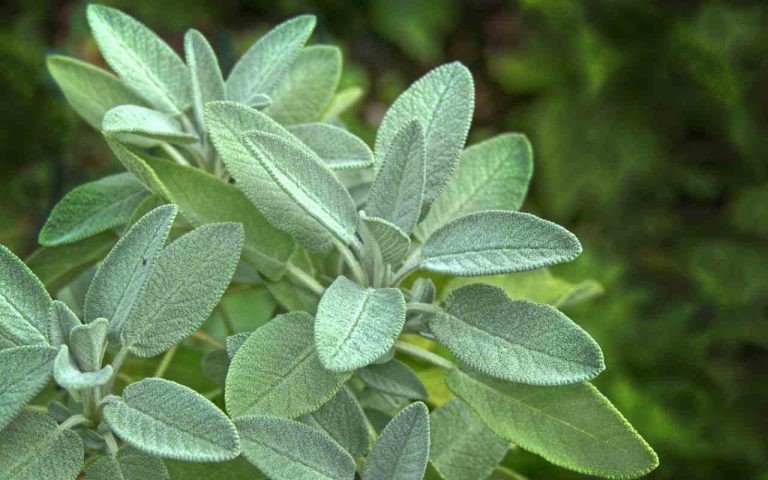 Coltivare la Salvia in Vaso: ecco il trucco del giardiniere svelato